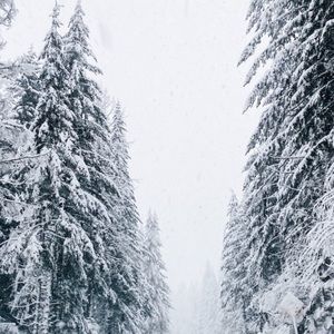 Meet your Posher, Halle